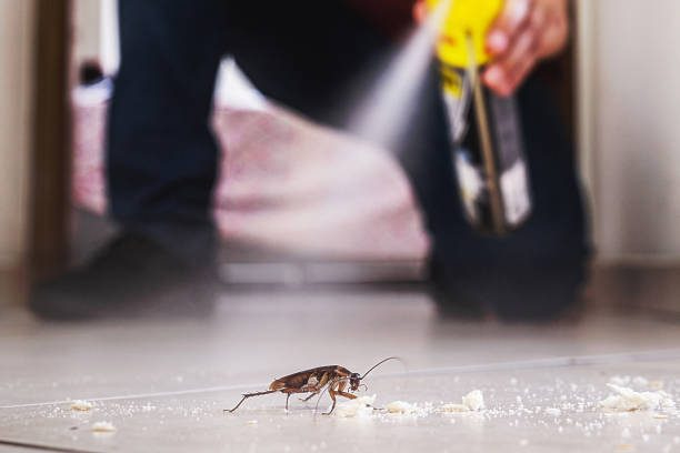 Best Termite Control Services  in Perkasie, PA